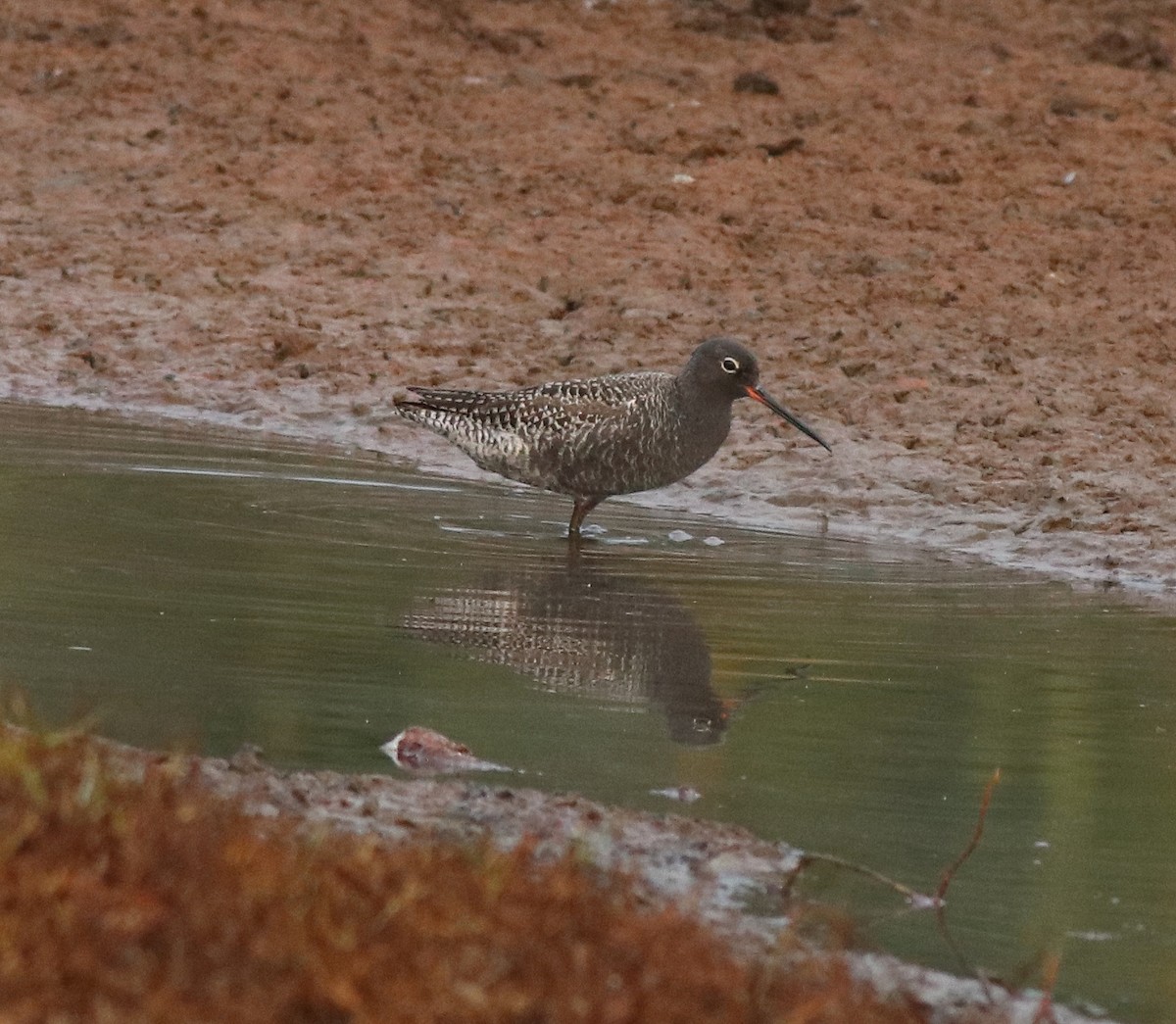 Spotted Redshank - ML582093151