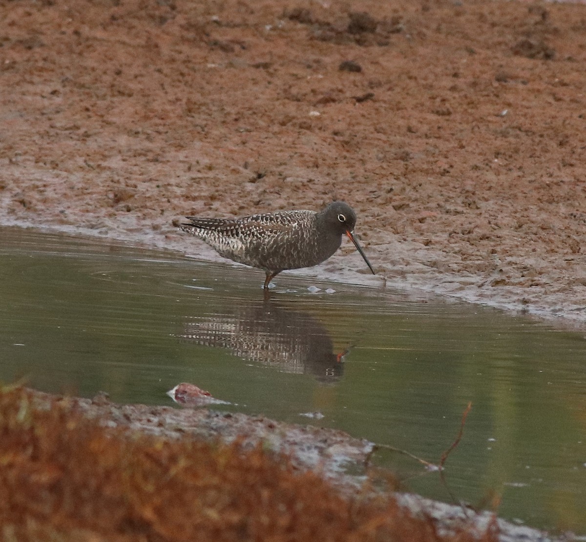 Spotted Redshank - ML582093161