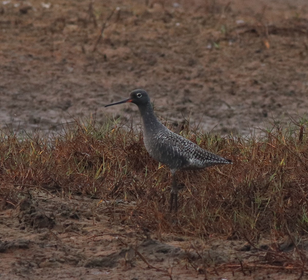 Spotted Redshank - ML582093171