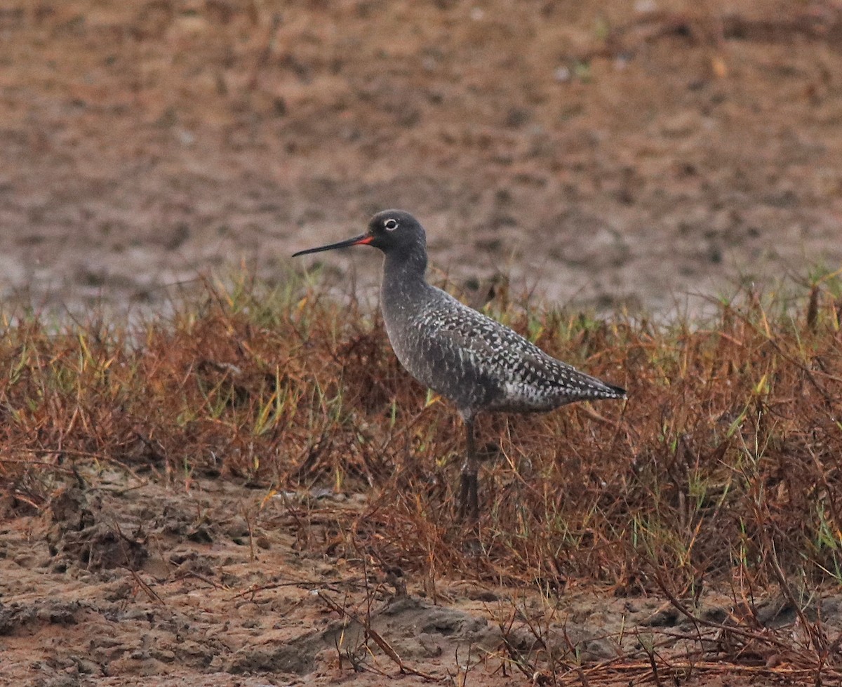 Spotted Redshank - ML582093181