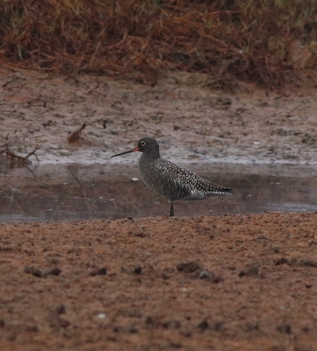 Spotted Redshank - ML582093191