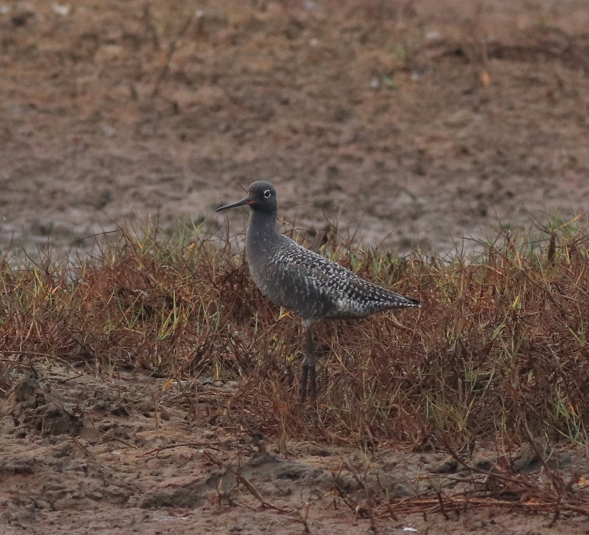 Spotted Redshank - ML582093201