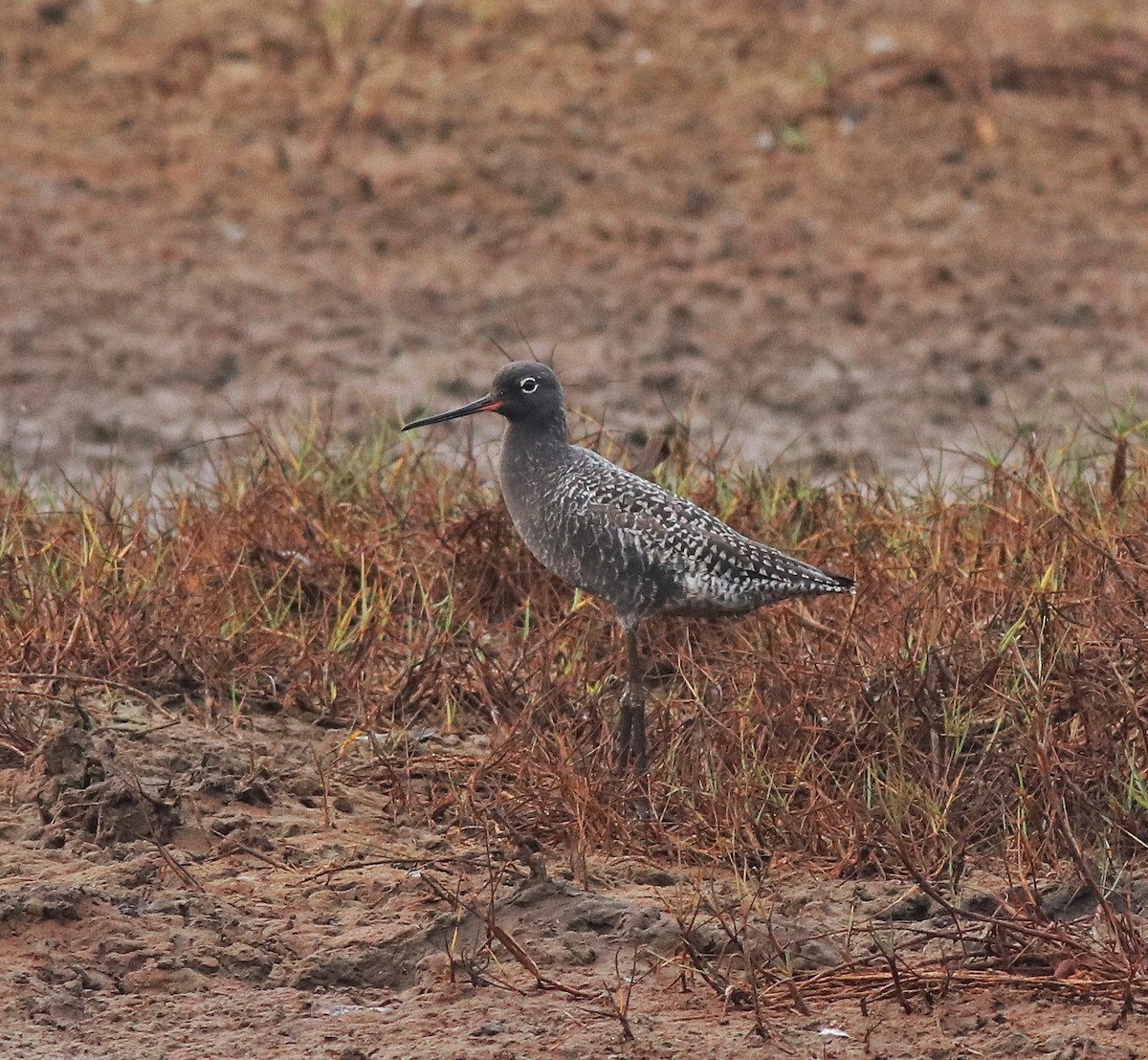 Spotted Redshank - ML582093211