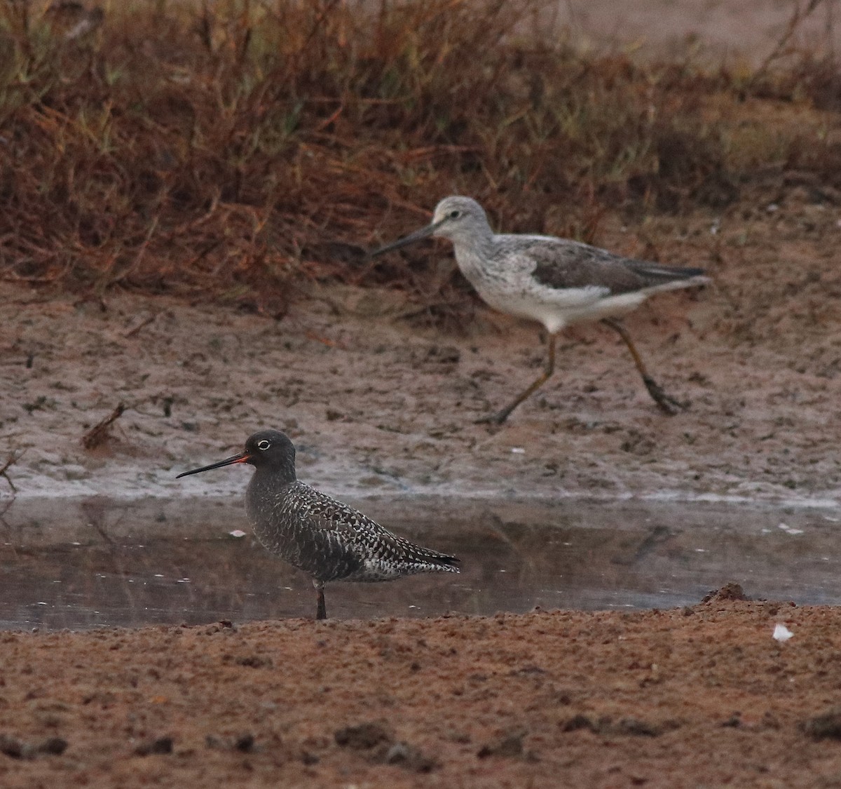 Spotted Redshank - ML582093221