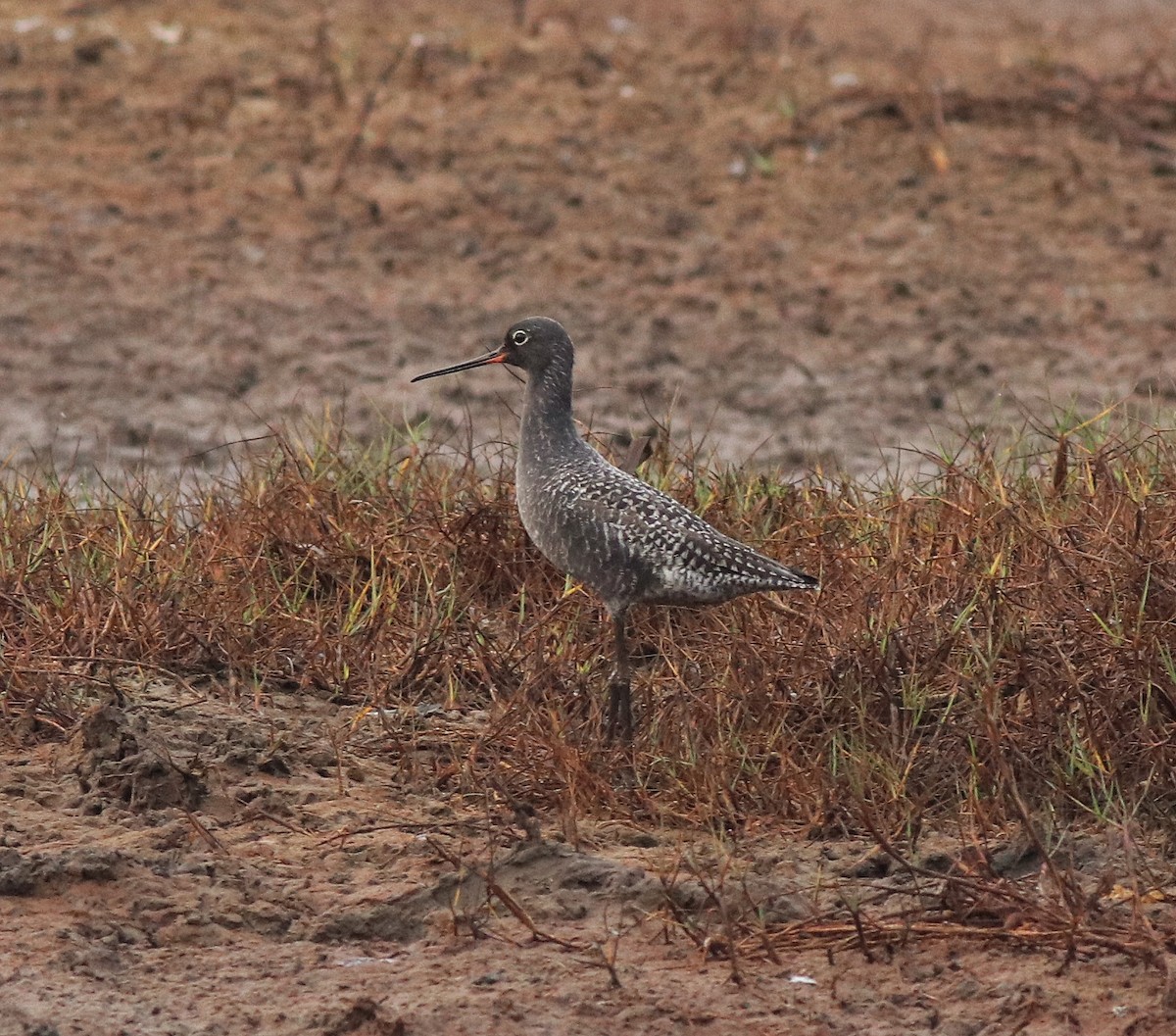 Spotted Redshank - ML582093231