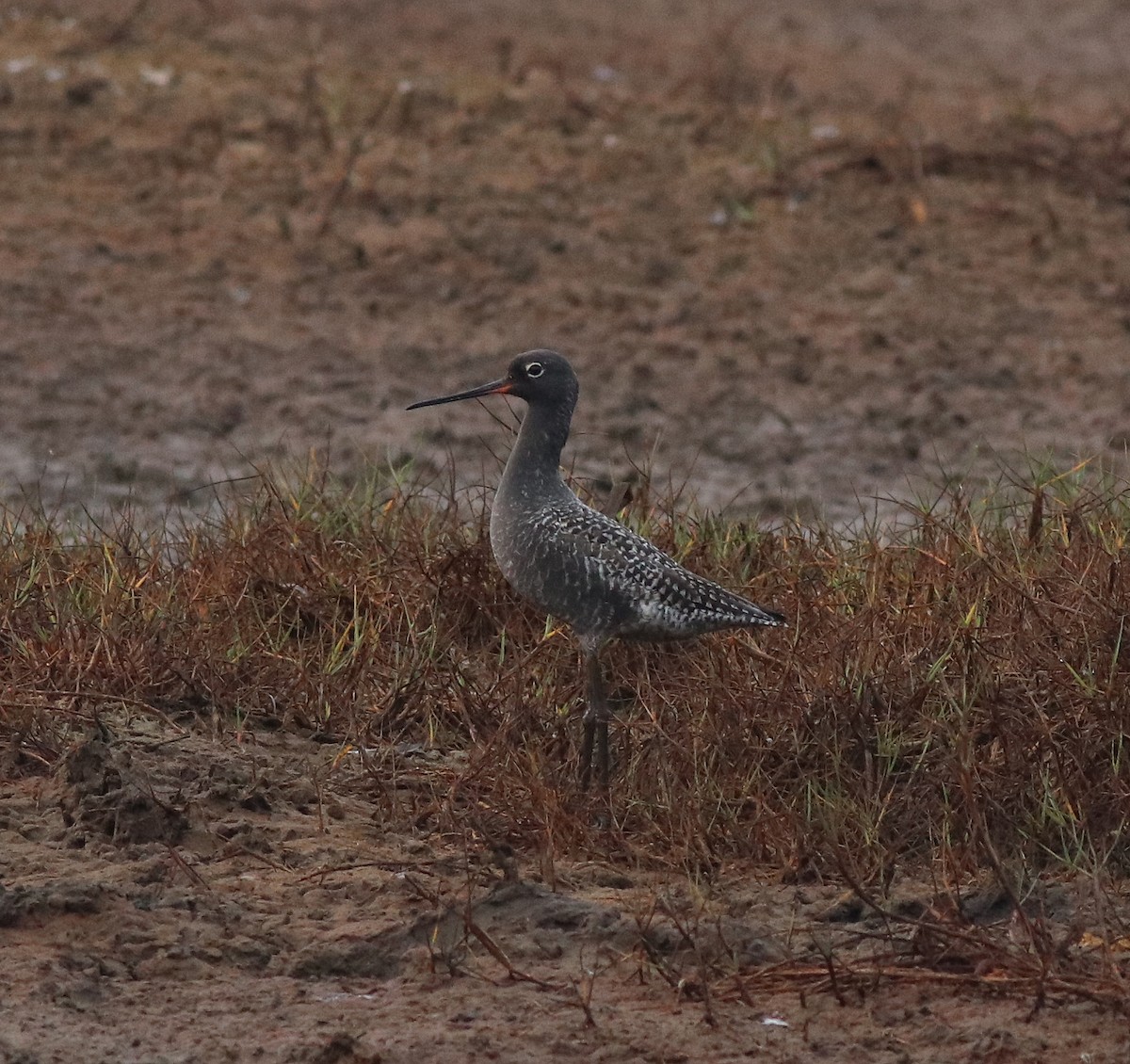 Spotted Redshank - ML582093241