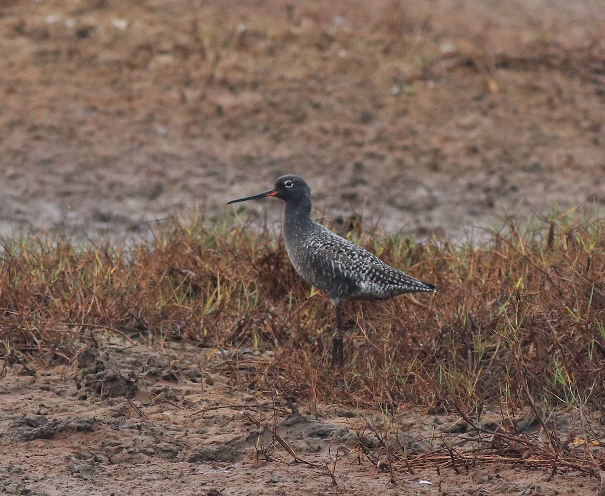 Spotted Redshank - ML582093251