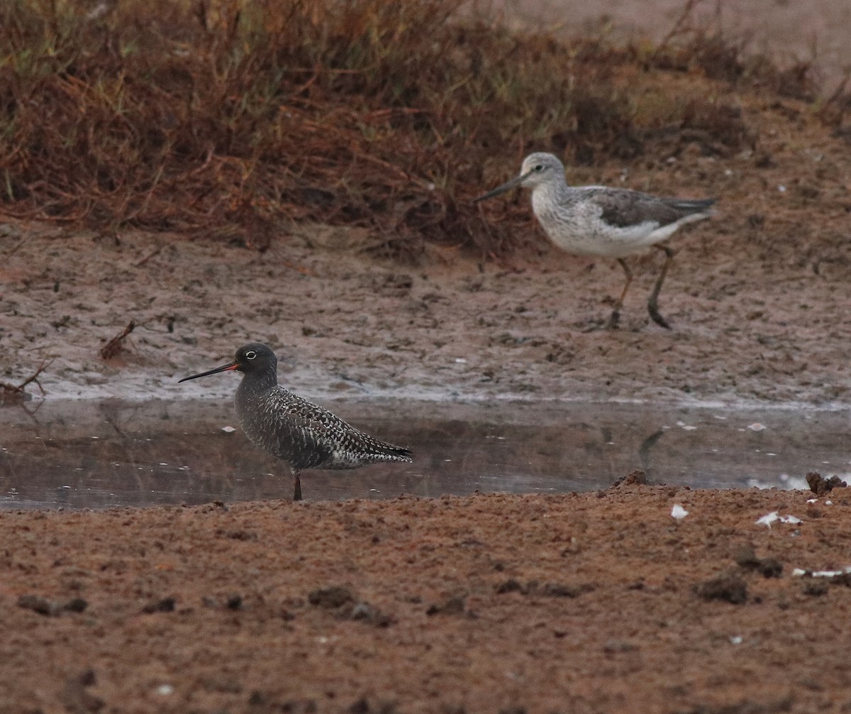 Spotted Redshank - ML582093261