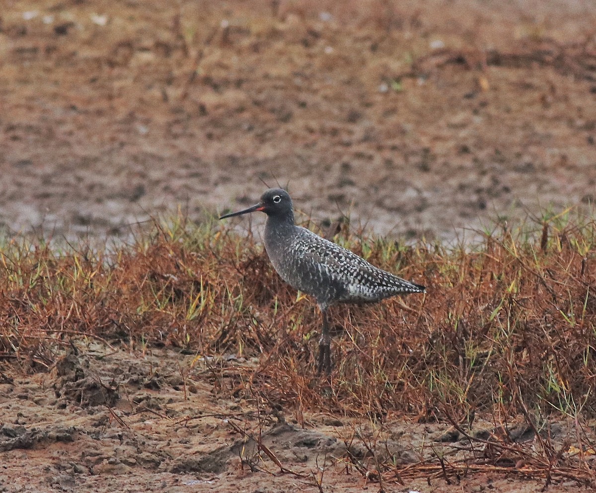 Spotted Redshank - ML582093271