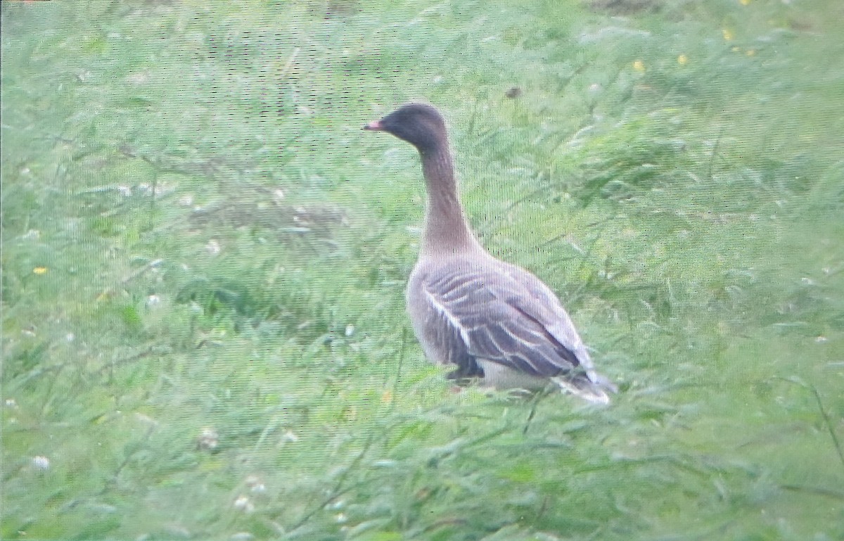 Pink-footed Goose - ML582093681