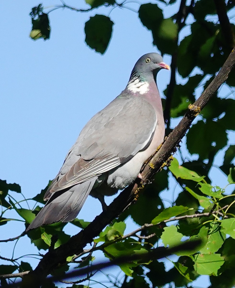 Common Wood-Pigeon - ML582095041