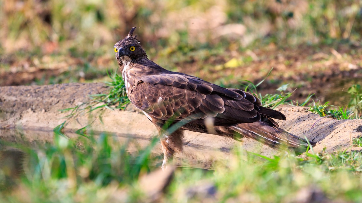 Changeable Hawk-Eagle (Crested) - ML582096311