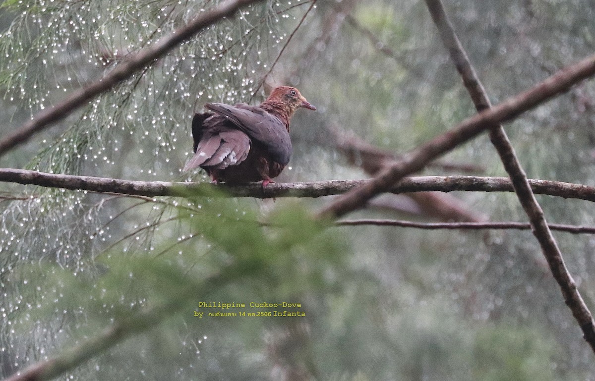 Philippine Cuckoo-Dove - ML582098341
