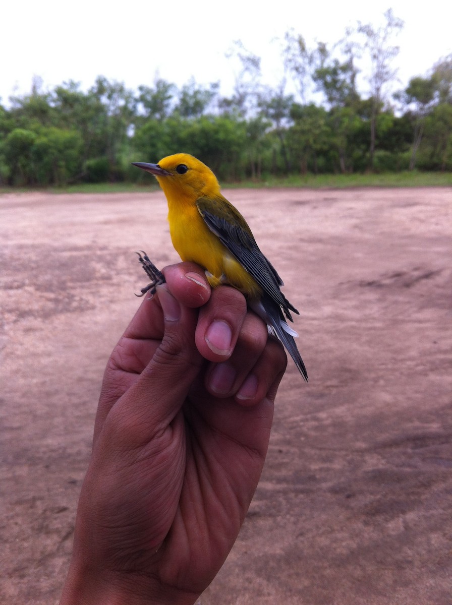 Prothonotary Warbler - ML582098741