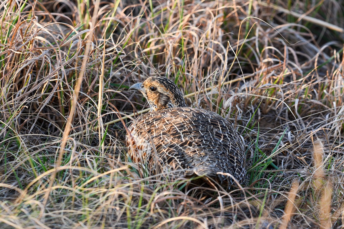 Red-winged Francolin - ML582100171