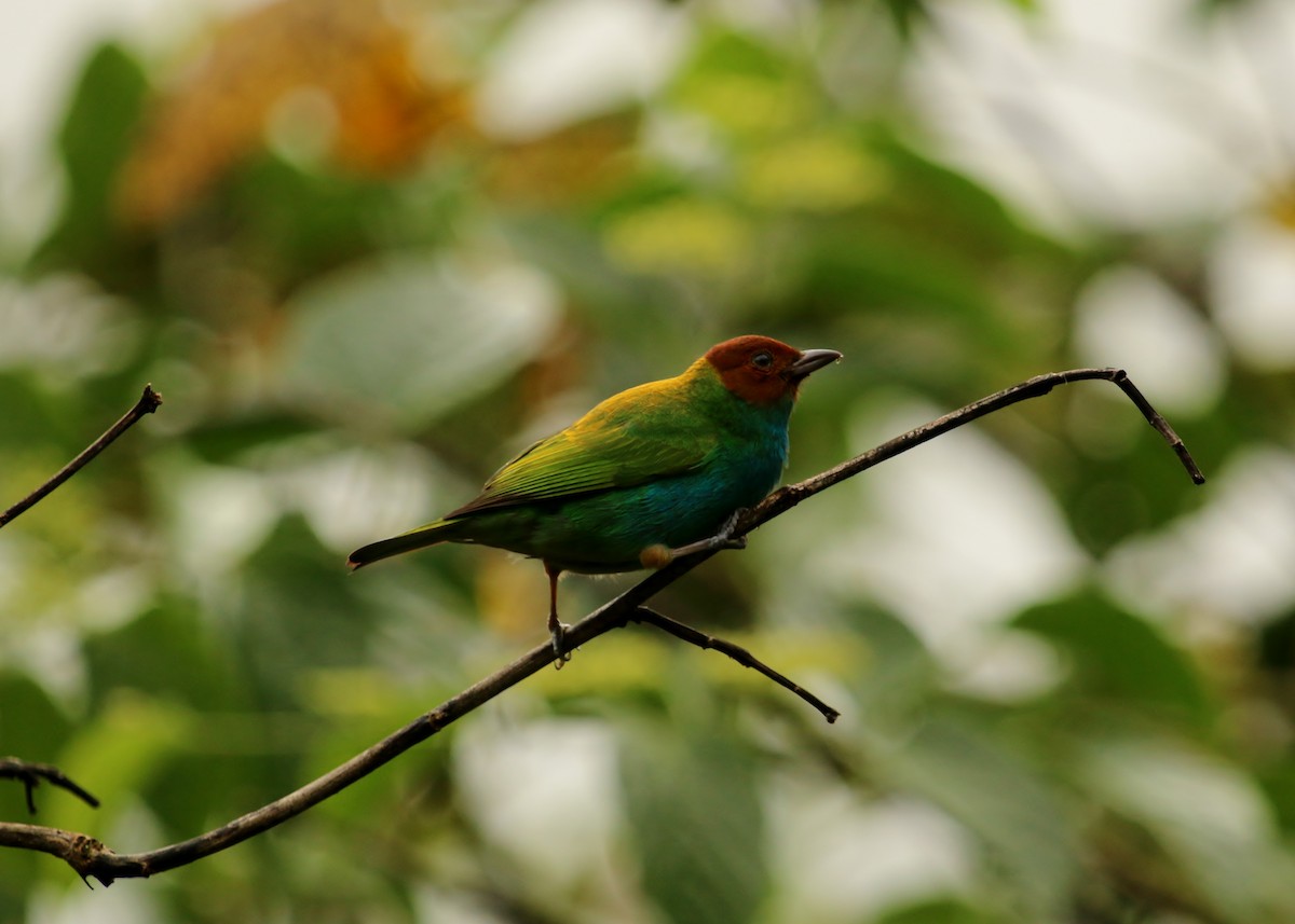 Bay-headed Tanager - Christine Jacobs