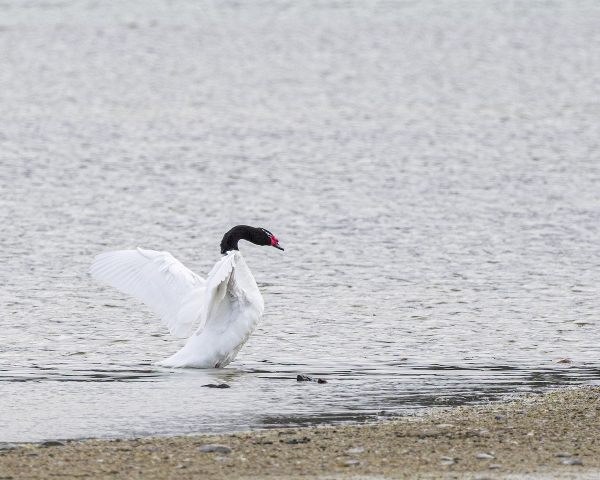 Black-necked Swan - ML582103311