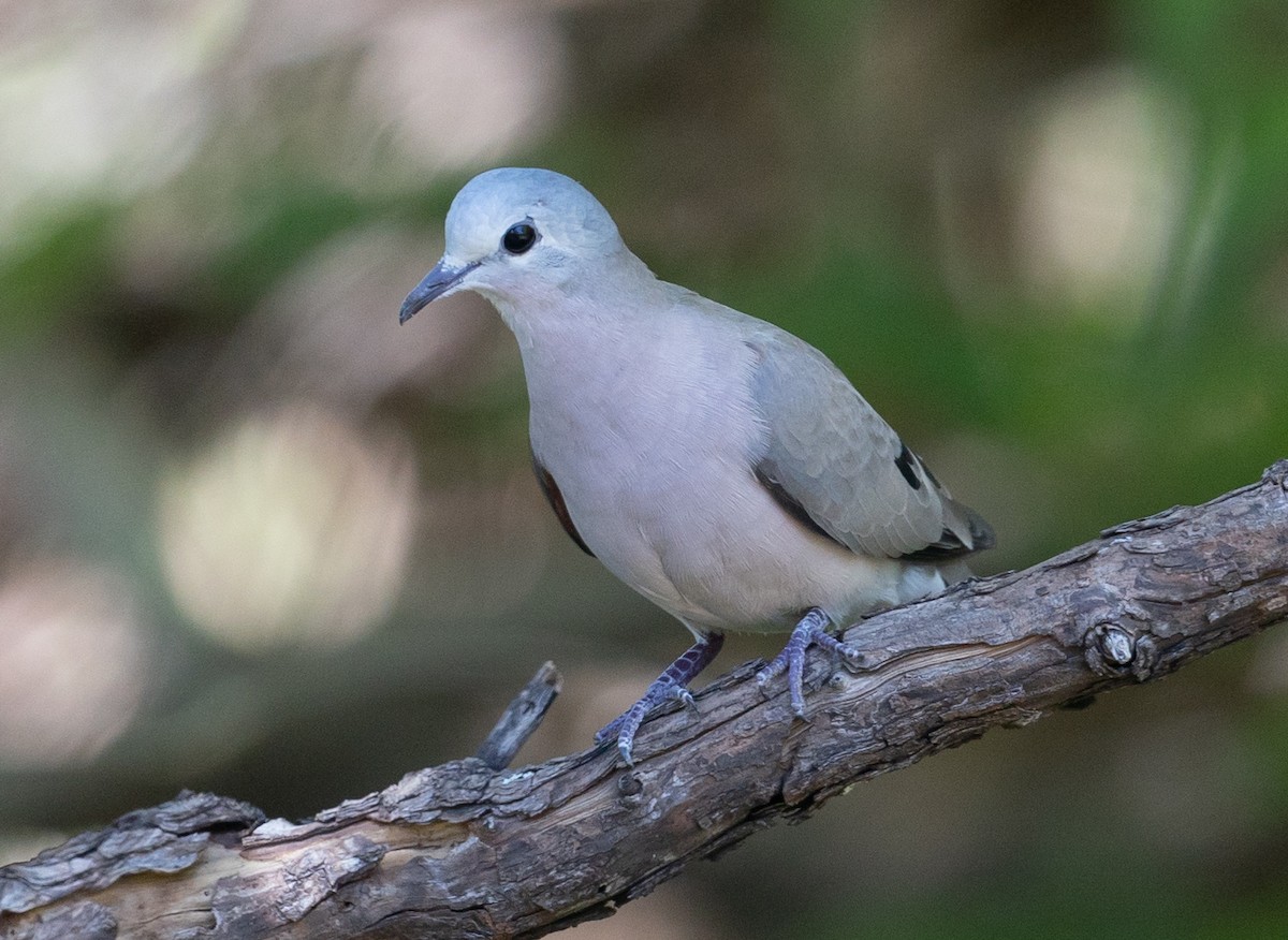 Emerald-spotted Wood-Dove - ML582103811