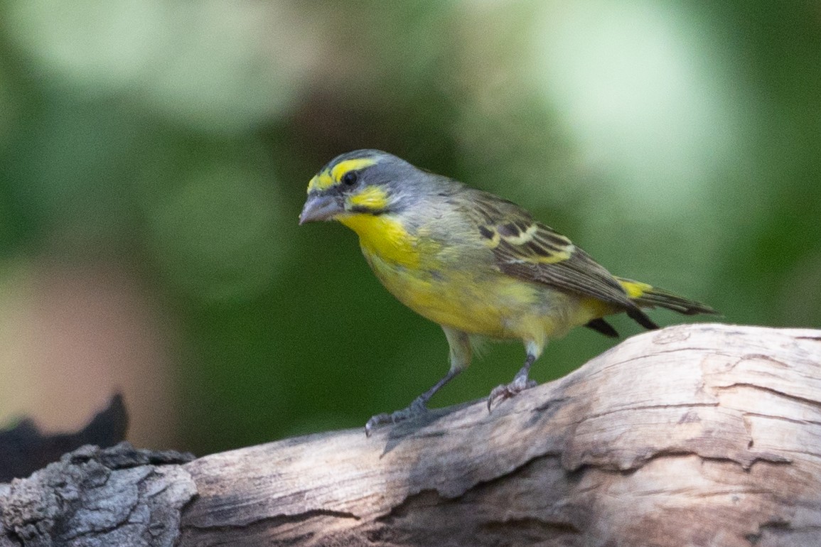 Yellow-fronted Canary - ML582103821