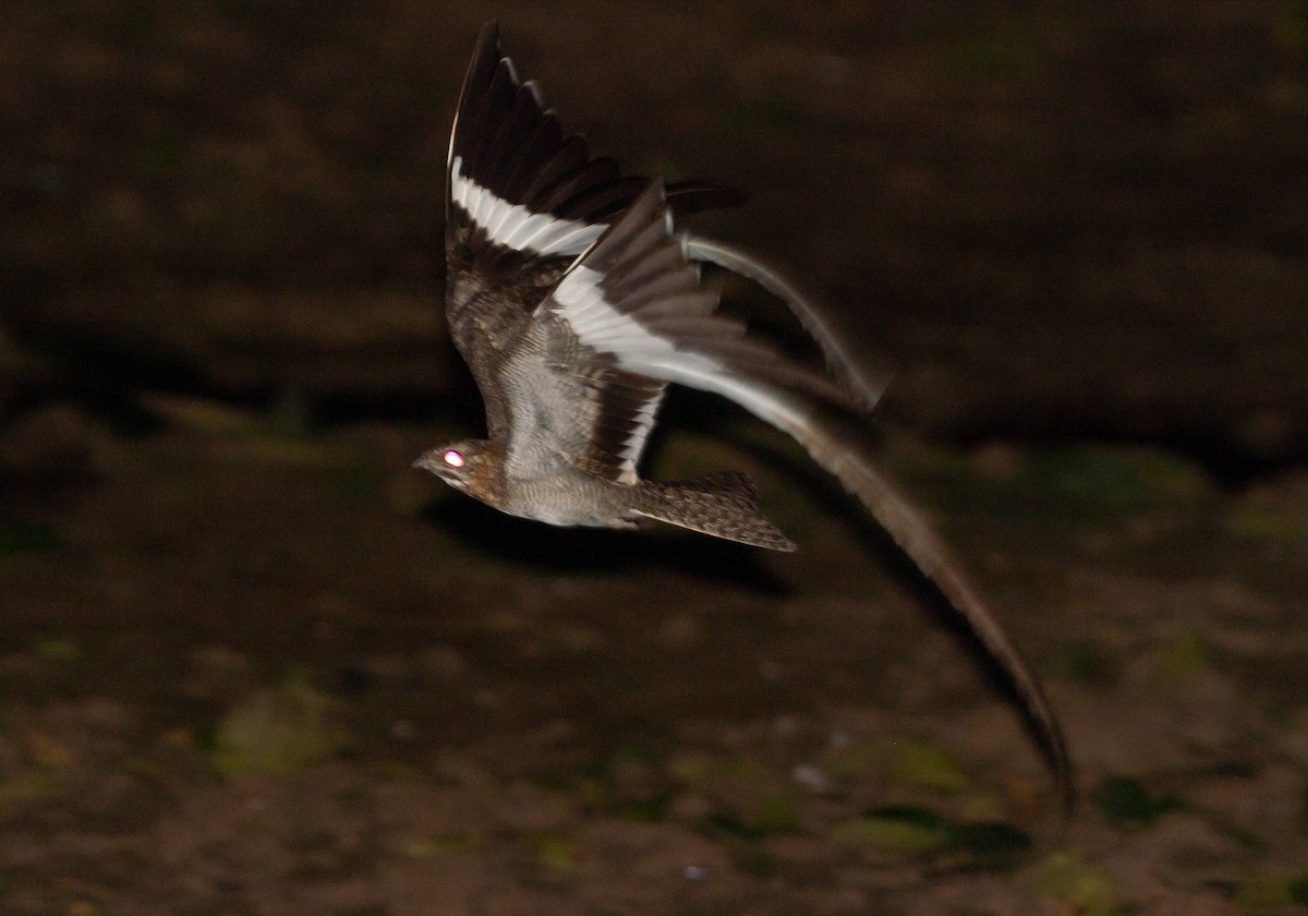 Pennant-winged Nightjar - ML582104501