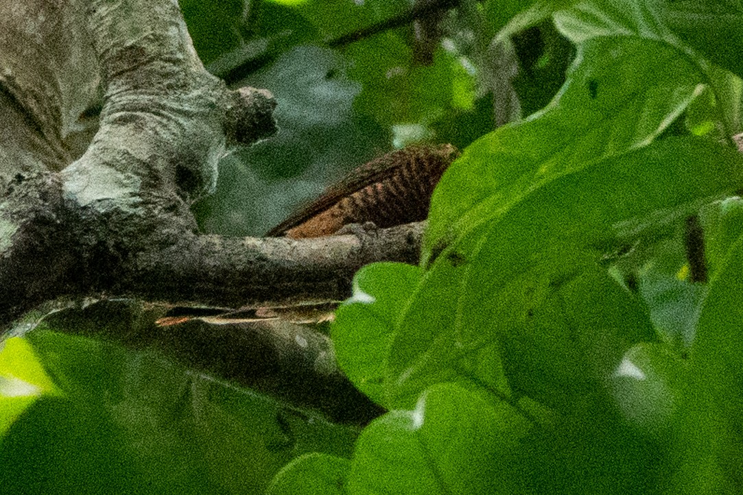Waved Woodpecker (Scale-breasted) - ML582108641