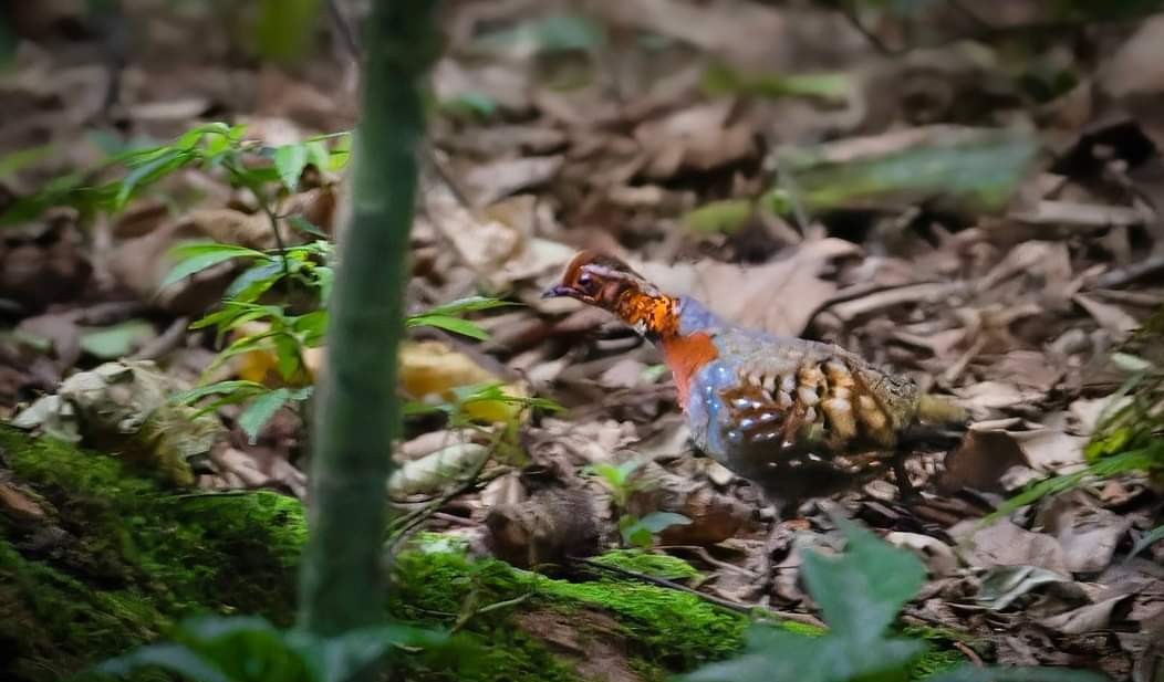 Chestnut-breasted Partridge - Francis D'Souza