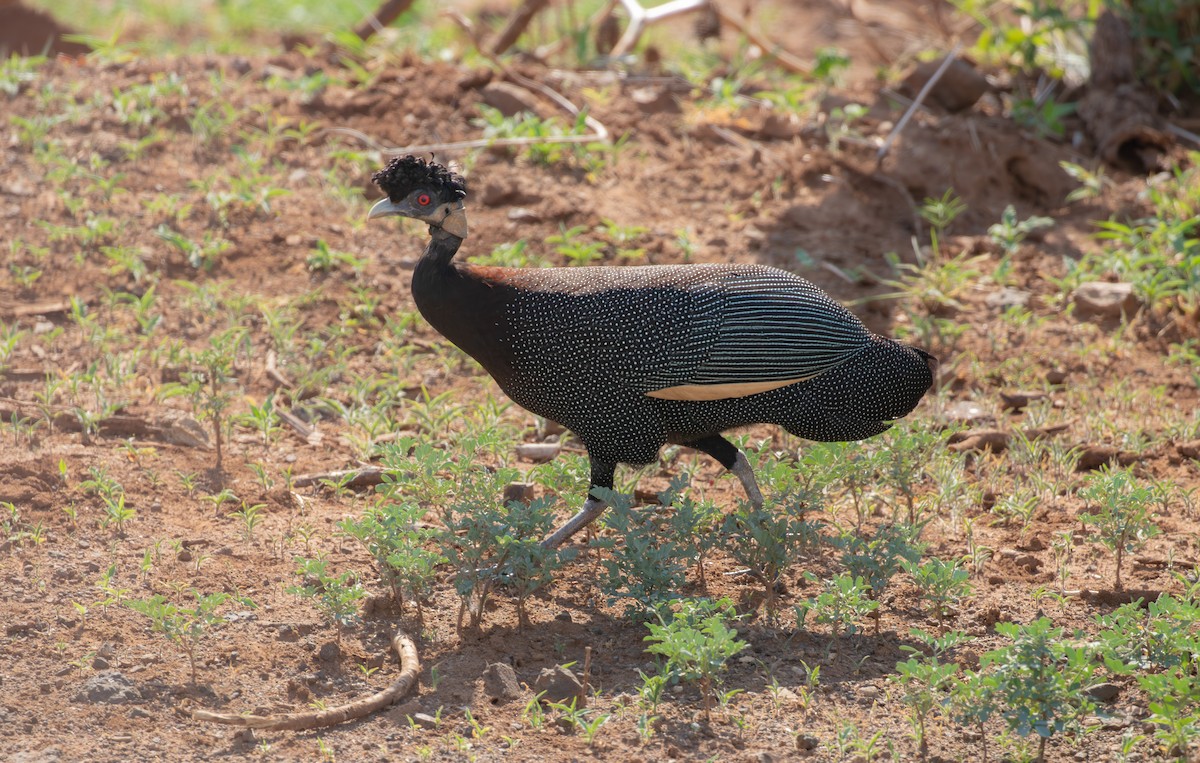 Crested Guineafowl (Southern) - ML582112321