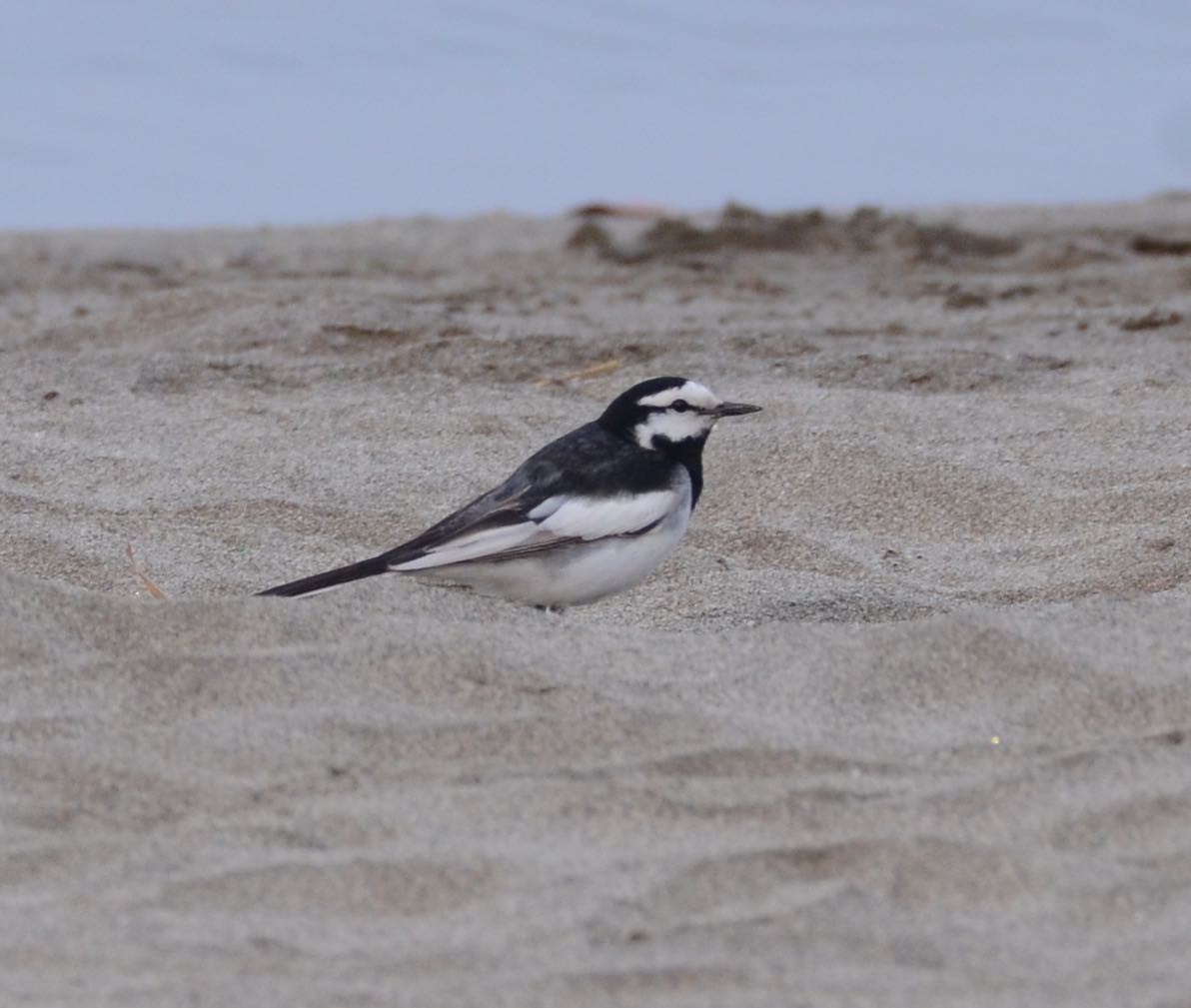 White Wagtail (Black-backed) - ML58211241