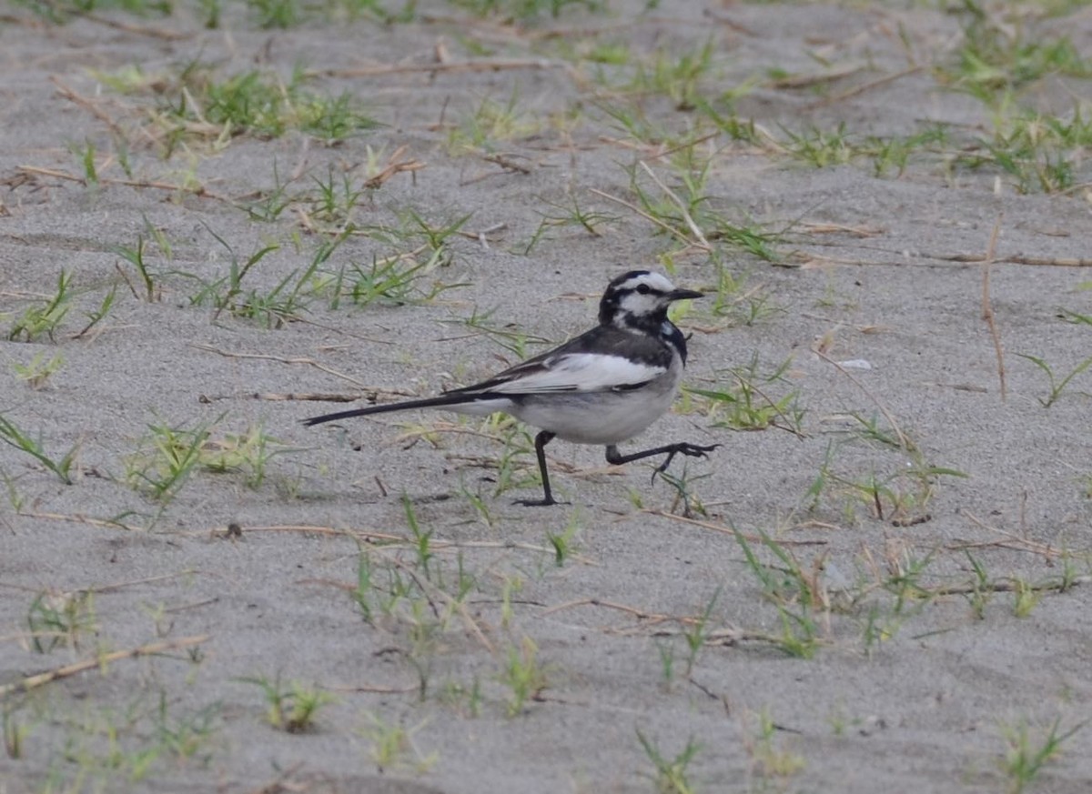 White Wagtail (Black-backed) - ML58211251