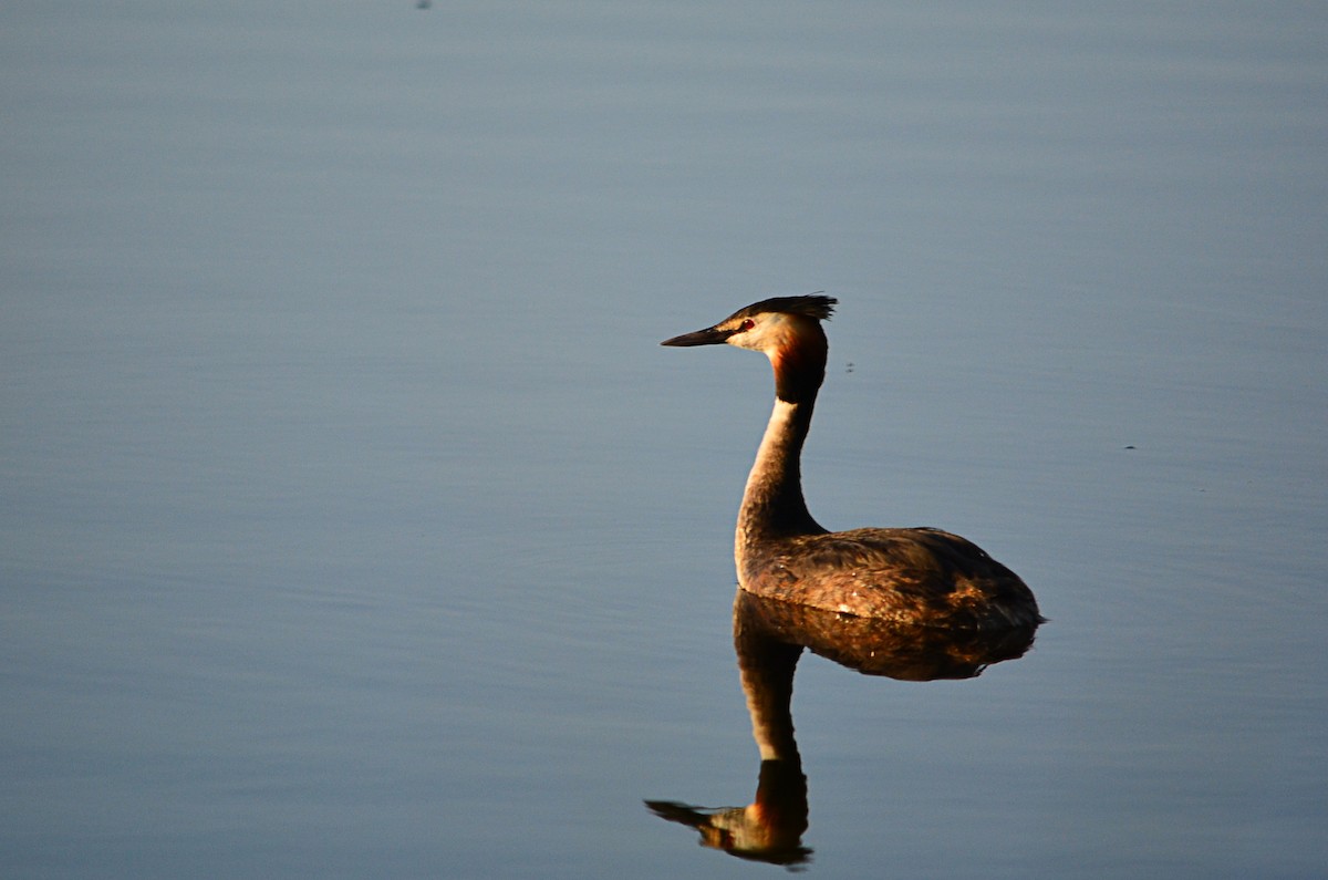 Great Crested Grebe - ML582114181