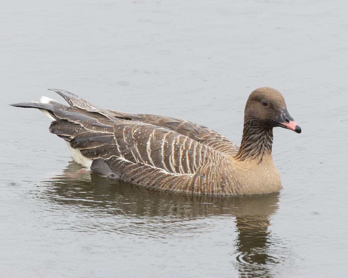 Pink-footed Goose - ML582114561