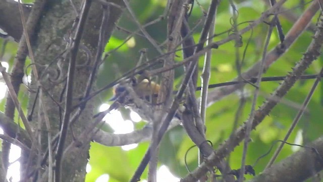 Speckled Piculet - ML582116881