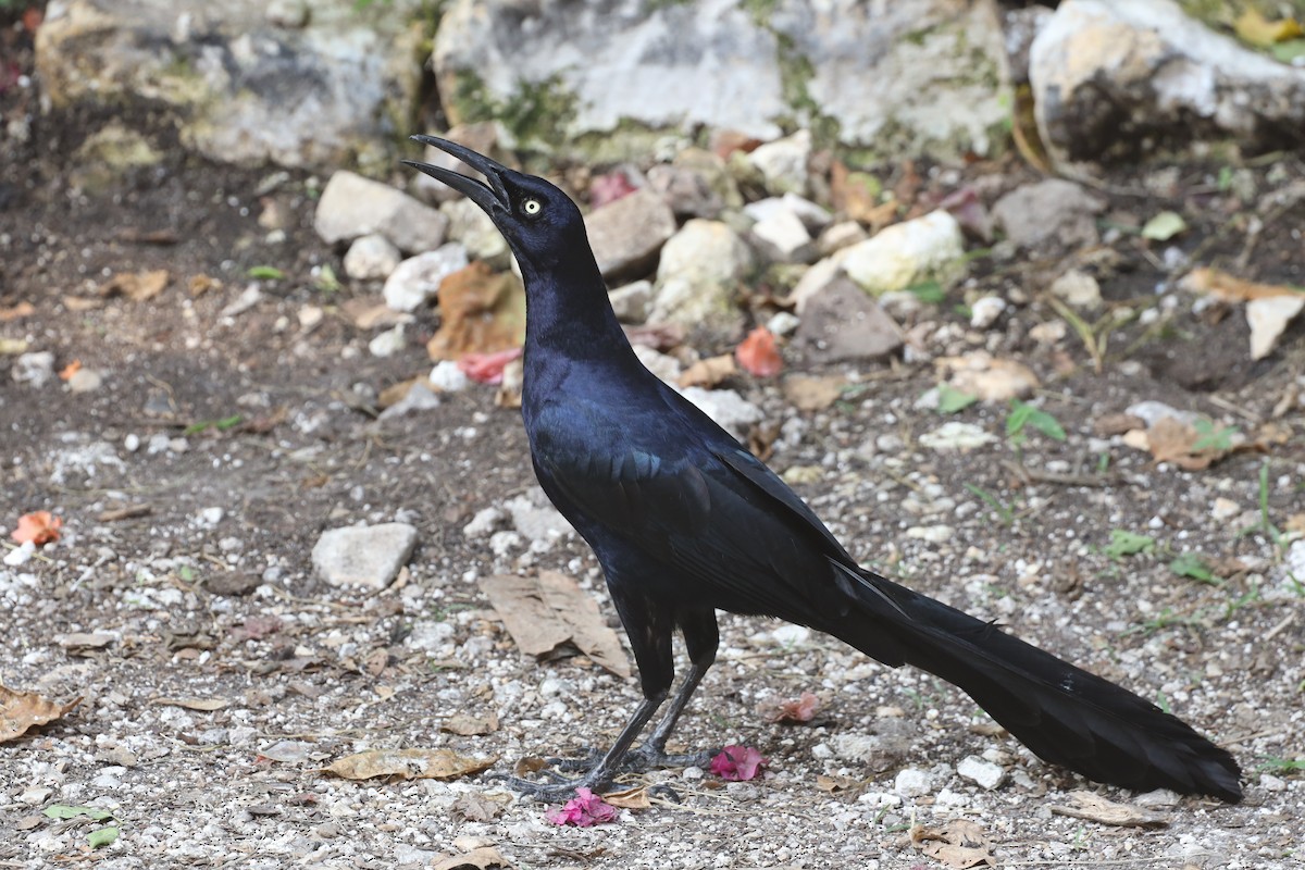 Great-tailed Grackle - ML582117201