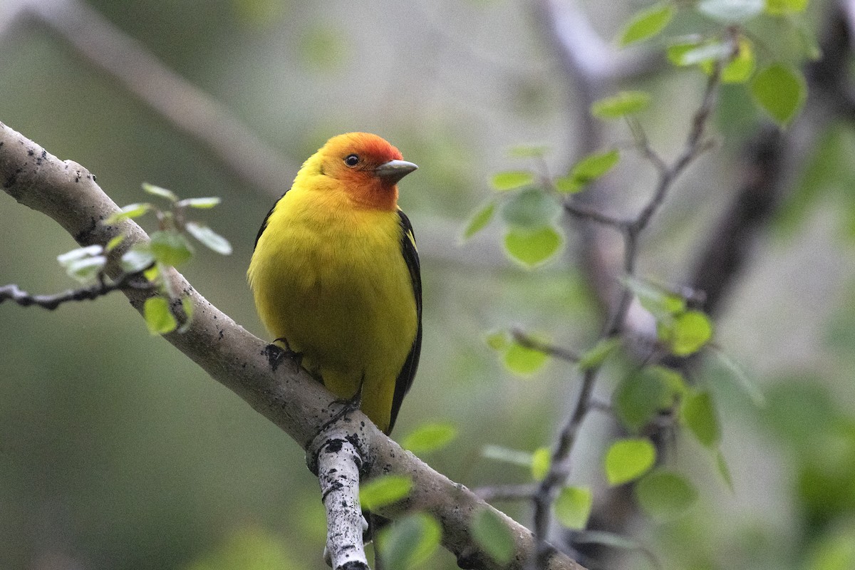 Western Tanager - ML582117231