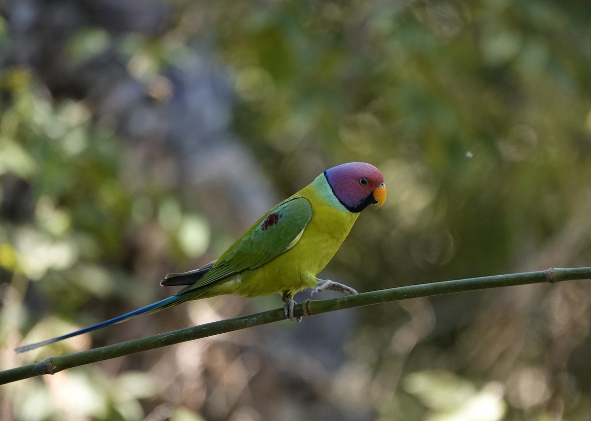 Plum-headed Parakeet - Reginold Thankappa