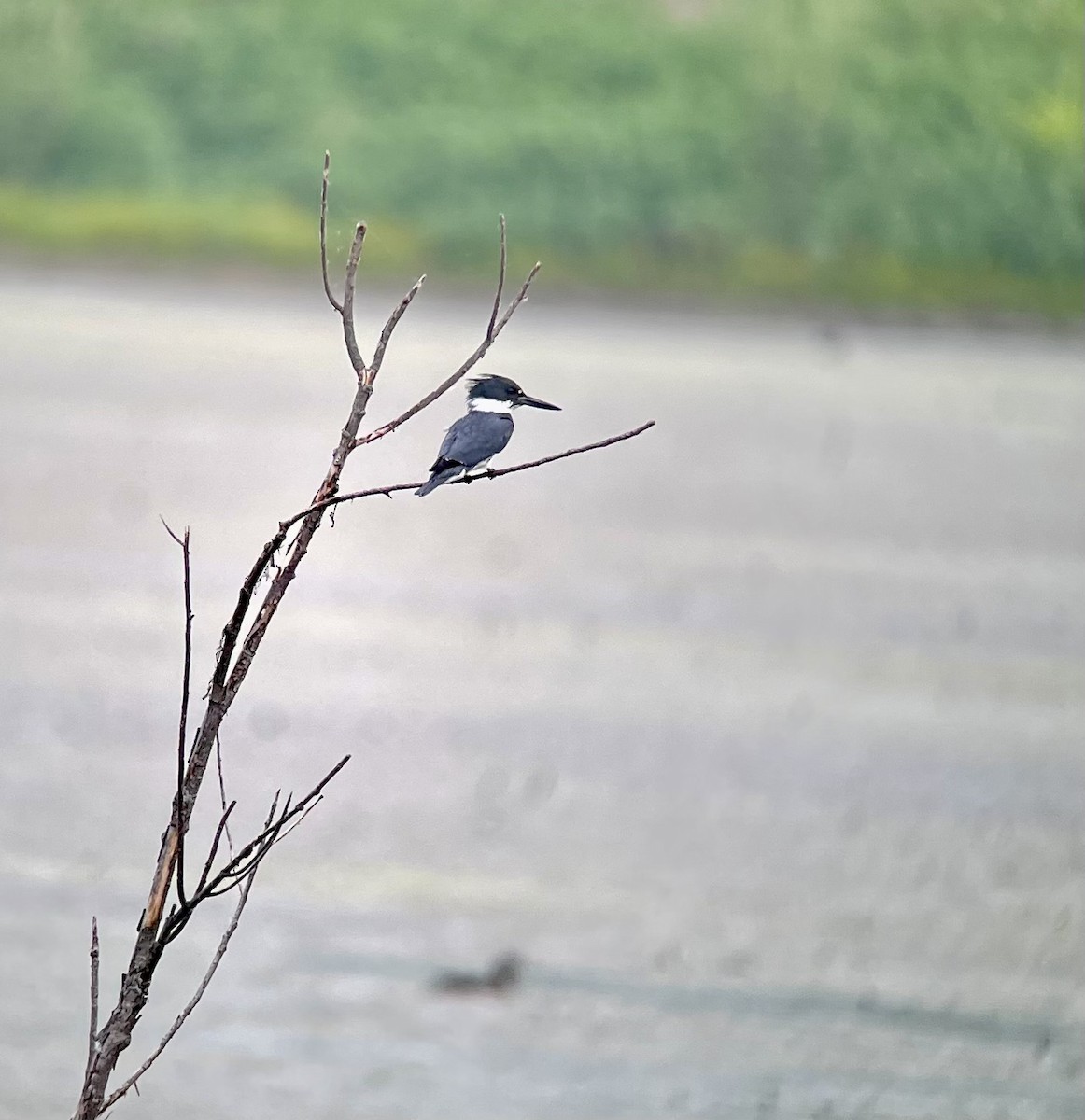 Belted Kingfisher - ML582125261