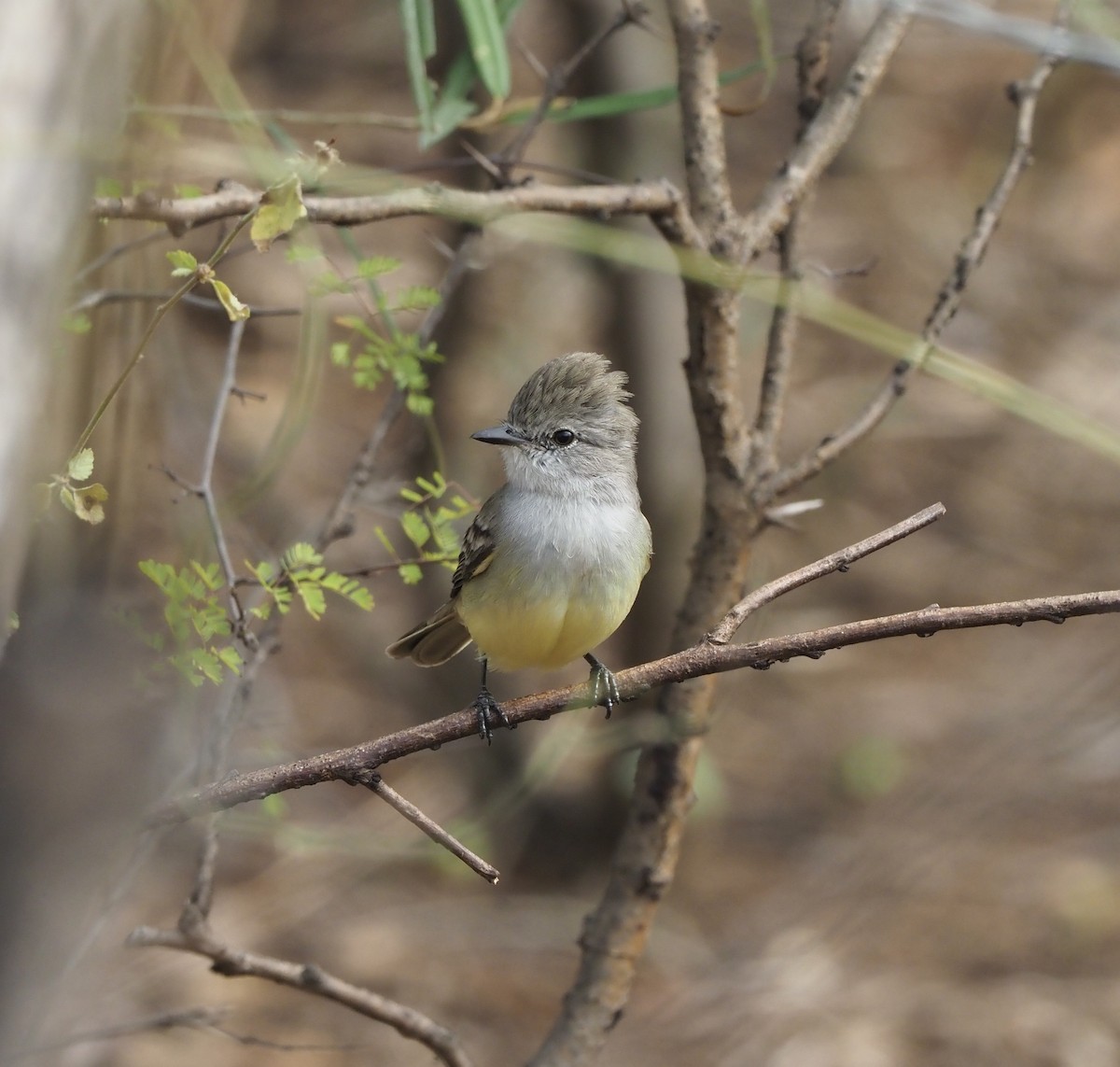 Northern Scrub-Flycatcher - ML582125601