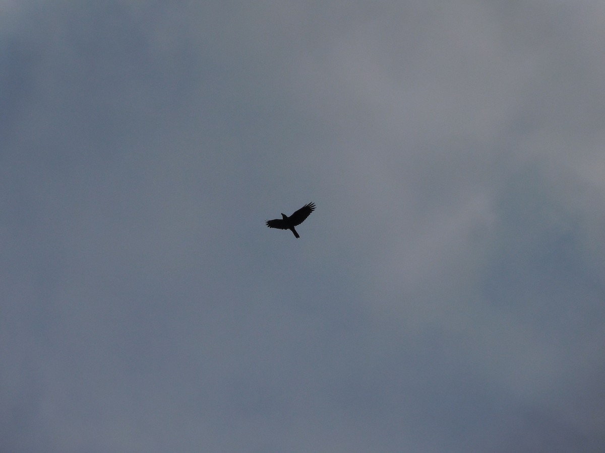 Cuervo de Tasmania - ML582127741