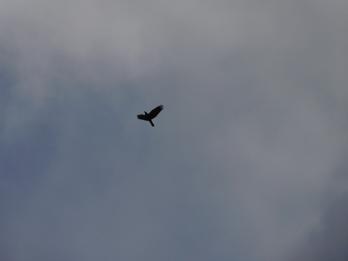 Cuervo de Tasmania - ML582128861