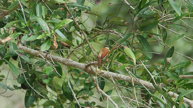 Yellow-chinned Spinetail - ML582128921