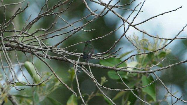 Sapphire-bellied Hummingbird - ML582129441