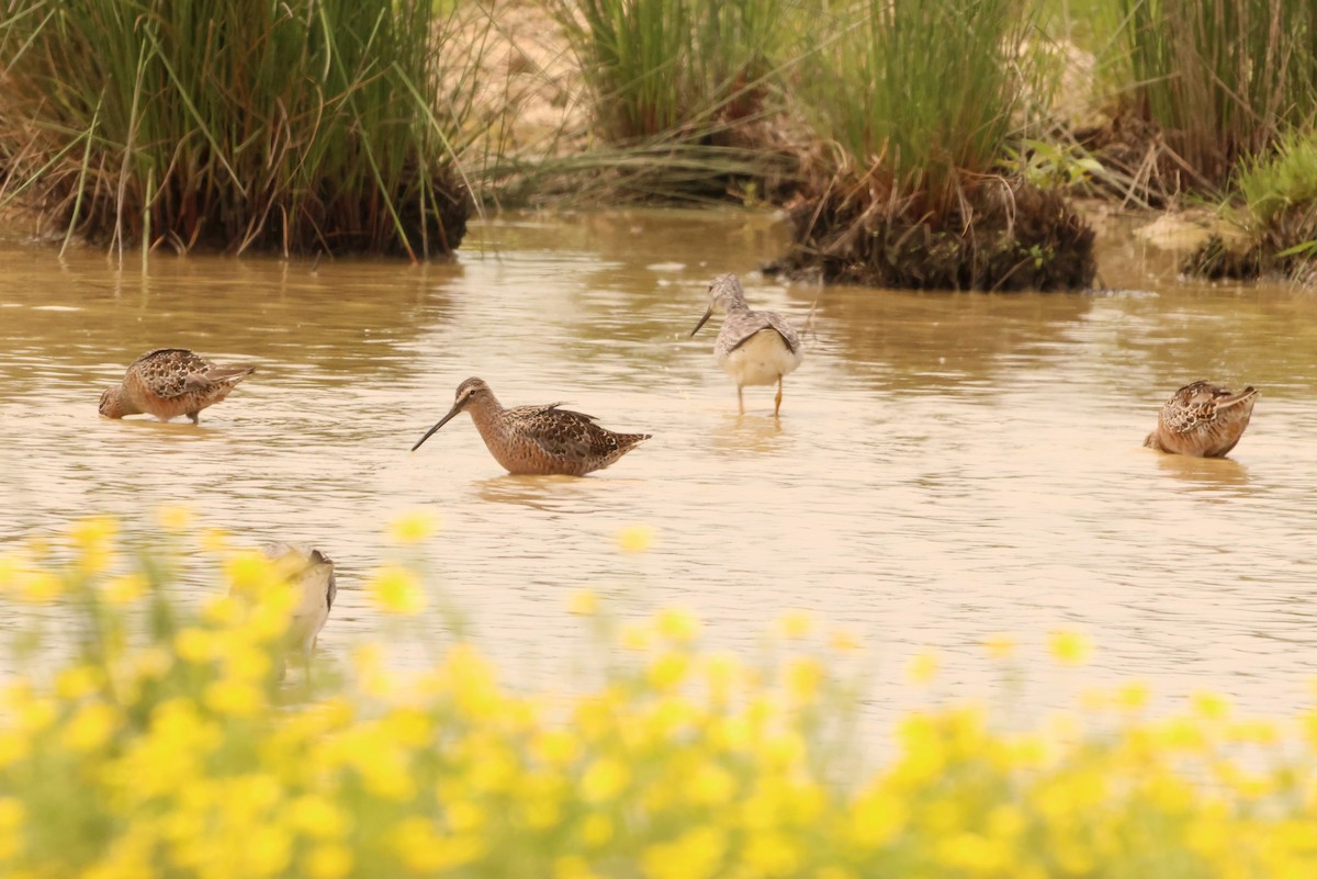 Long-billed Dowitcher - ML582131591