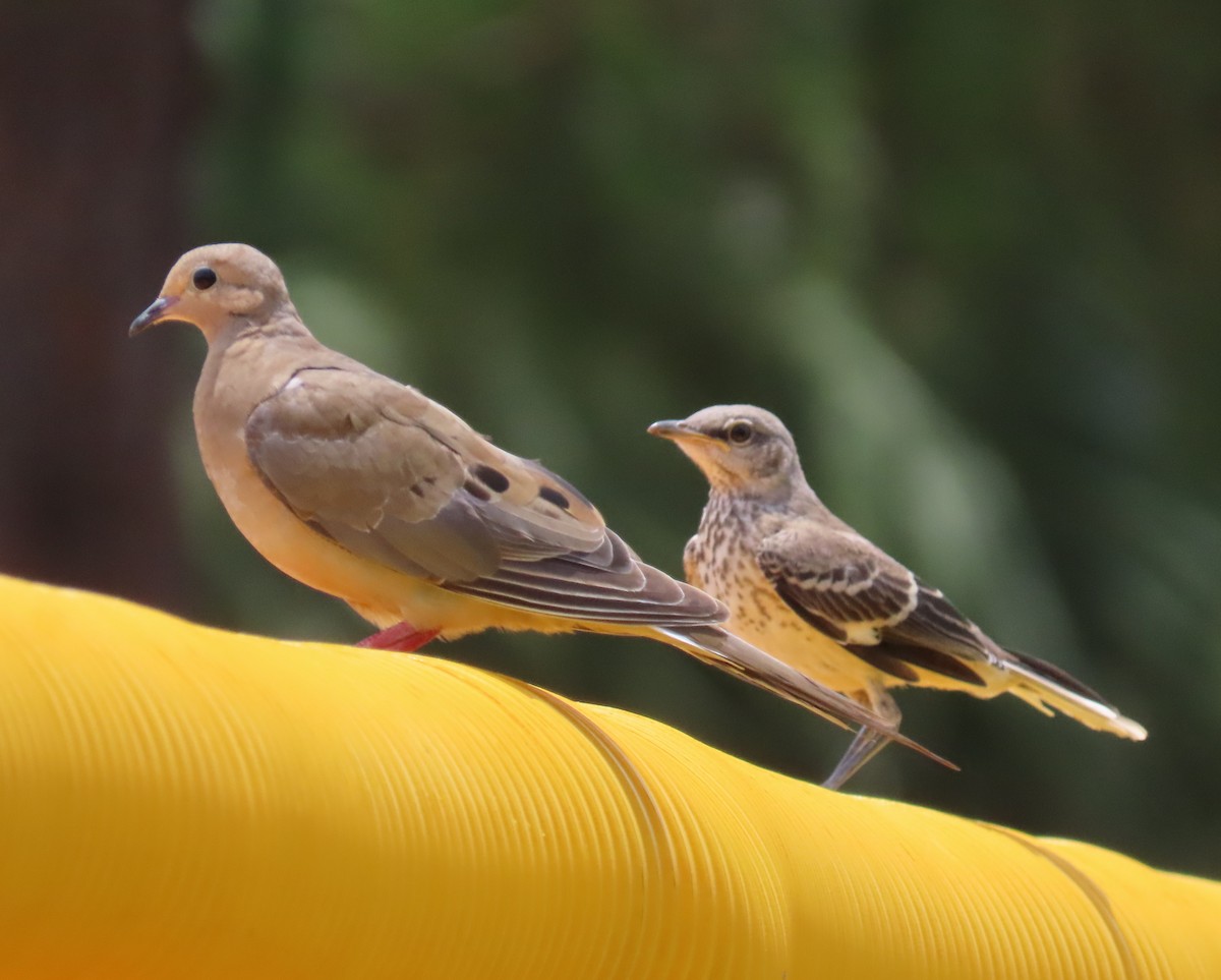 eBird Checklist 6 Jun 2023 North Jupiter Flatwoods Natural Area 5
