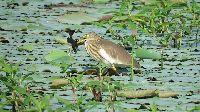 Indian Pond-Heron - ML582140491