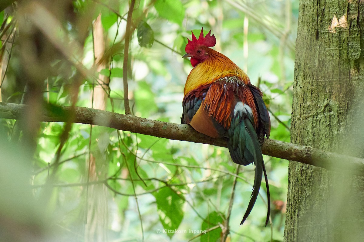 Red Junglefowl - Kittakorn Inpang