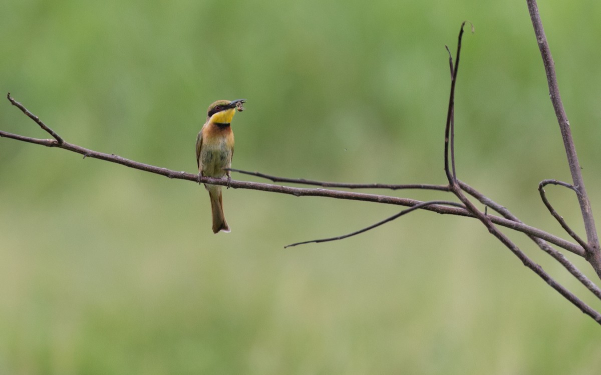 Little Bee-eater - ML582153981