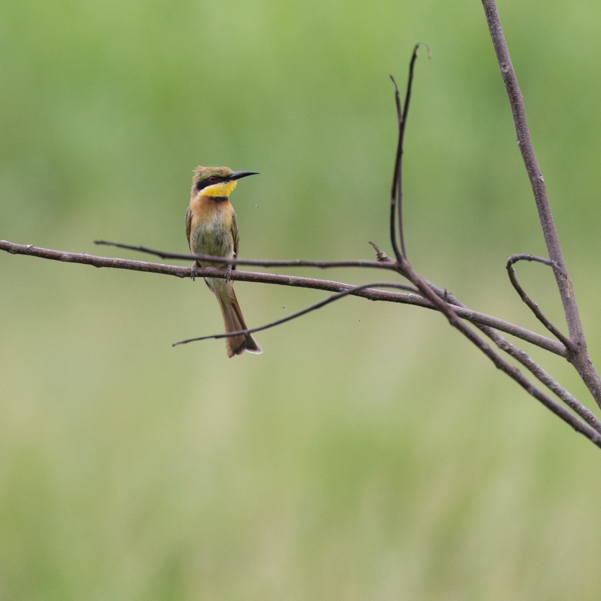Little Bee-eater - ML582154001
