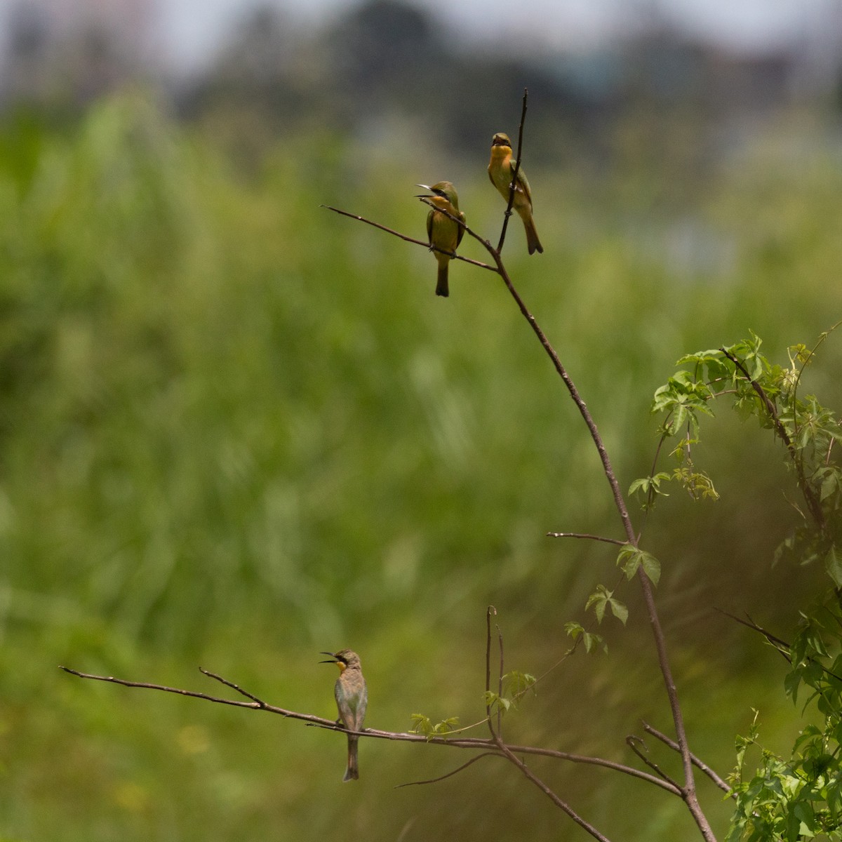 Little Bee-eater - ML582154041