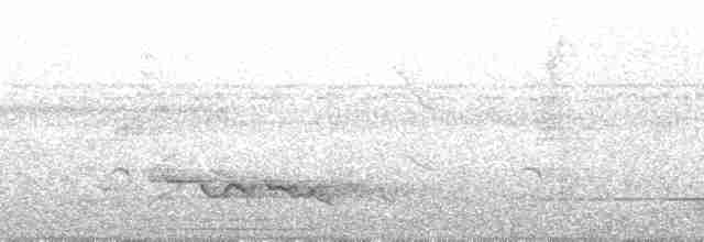 Каїка грифовий - ML58216