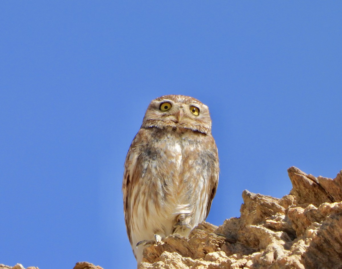 Little Owl - Stanzin Chamba